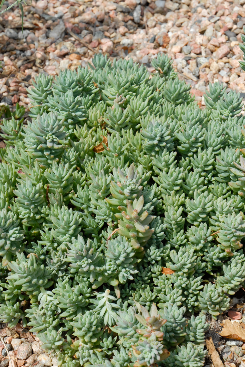 Turquoise Tails Blue Sedum